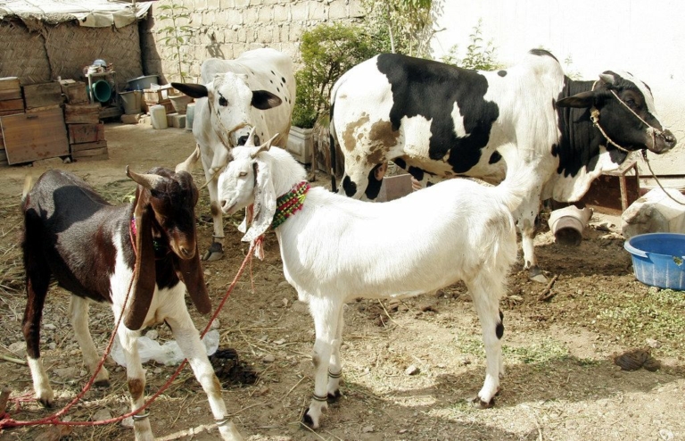 Goats and Cows in a garden ready Eid Qurbani in Pakistan